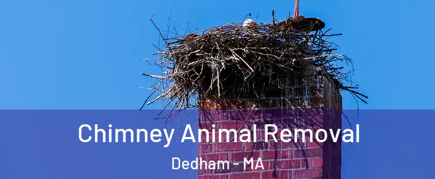  Chimney Animal Removal Dedham - MA