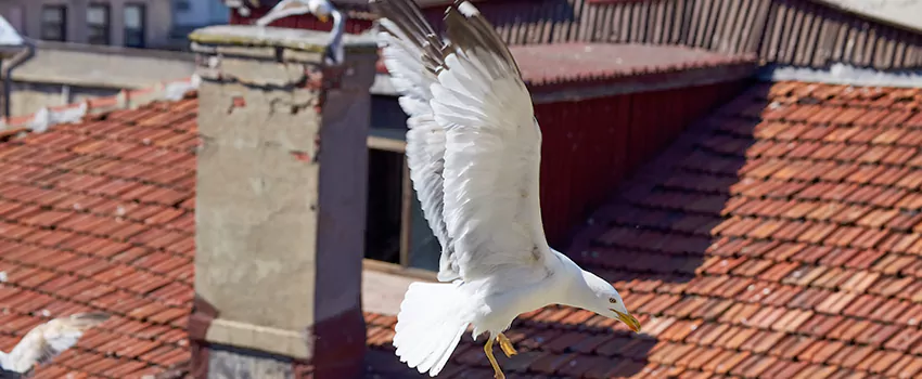 Residential Chimney Animal Removal Solution in Dedham, MA