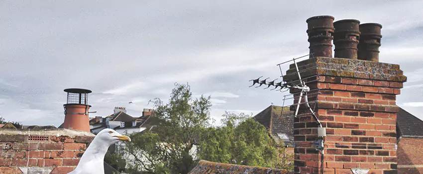 Chimney Cleaning And Restoration in Dedham, Massachusetts